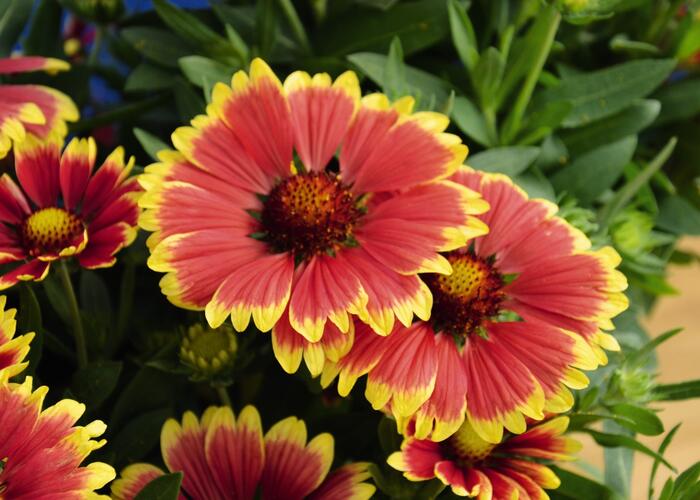 Kokarda osinatá 'Sunset Snappy' - Gaillardia aristata 'Sunset Snappy'