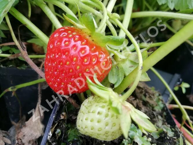 Jahodník stáleplodící 'Vivara' - Fragaria ananassa 'Vivara'