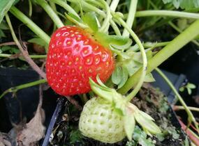 Jahodník stáleplodící 'Vivara' - Fragaria ananassa 'Vivara'