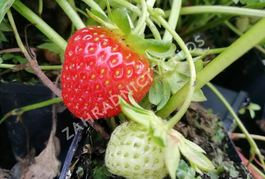 Jahodník stáleplodící 'Vivara' - Fragaria ananassa 'Vivara'