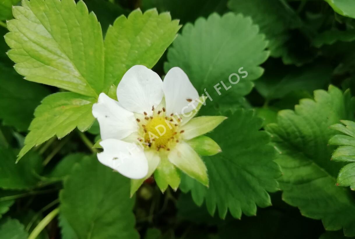 Jahodník stáleplodící 'Vivara' - Fragaria ananassa 'Vivara'