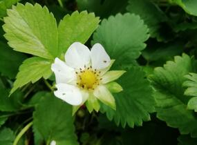 Jahodník stáleplodící 'Vivara' - Fragaria ananassa 'Vivara'