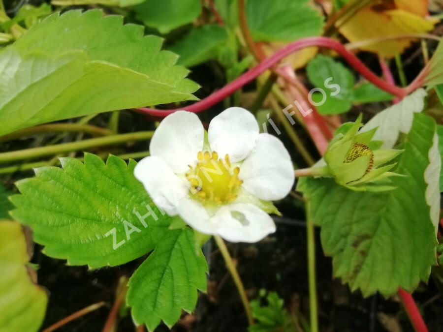 Jahodník stáleplodící 'Murano' - Fragaria ananassa 'Murano'