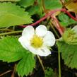 Jahodník stáleplodící 'Murano' - Fragaria ananassa 'Murano'
