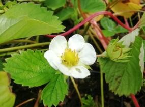 Jahodník stáleplodící 'Murano' - Fragaria ananassa 'Murano'
