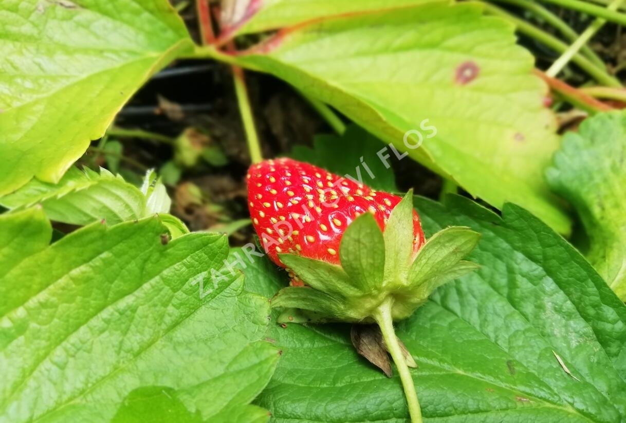 Jahodník stáleplodící 'Murano' - Fragaria ananassa 'Murano'