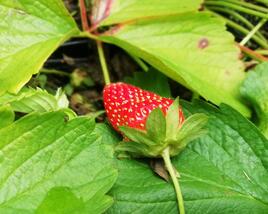 Jahodník stáleplodící 'Murano'