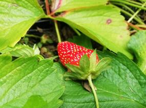 Jahodník stáleplodící 'Murano' - Fragaria ananassa 'Murano'