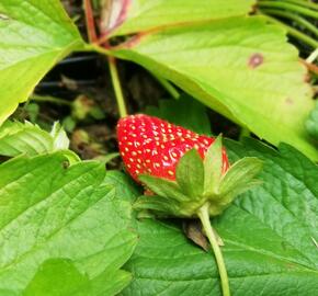 Jahodník stáleplodící 'Murano' - Fragaria ananassa 'Murano'