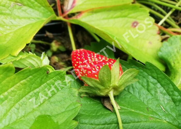 Jahodník stáleplodící 'Murano' - Fragaria ananassa 'Murano'