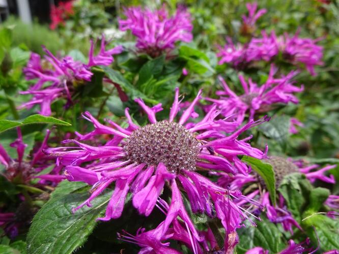 Zavinutka podvojná 'Pocahontas Deep Purple' - Monarda didyma 'Pocahontas Deep Purple'