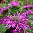 Zavinutka podvojná 'Pocahontas Deep Purple' - Monarda didyma 'Pocahontas Deep Purple'