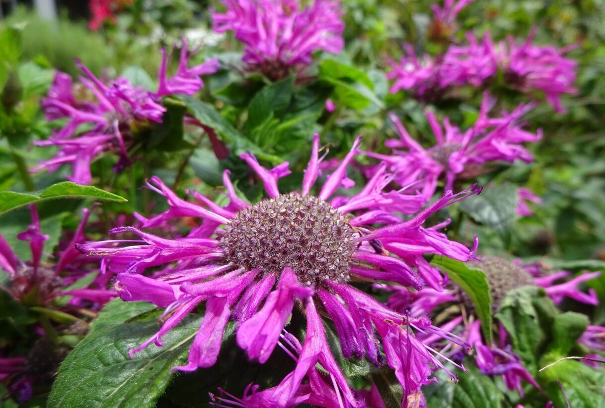 Zavinutka podvojná 'Pocahontas Deep Purple' - Monarda didyma 'Pocahontas Deep Purple'