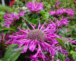 Zavinutka podvojná 'Pocahontas Deep Purple'