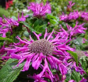 Zavinutka podvojná 'Pocahontas Deep Purple' - Monarda didyma 'Pocahontas Deep Purple'