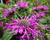 Zavinutka podvojná 'Pocahontas Deep Purple'