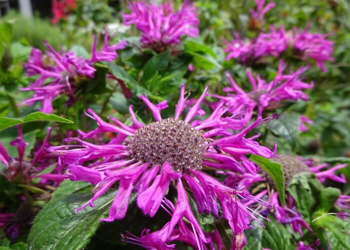 Zavinutka podvojná 'Pocahontas Deep Purple' - Monarda didyma 'Pocahontas Deep Purple'