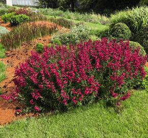 Dračík 'Superstar' - Penstemon hartwegii 'Superstar'