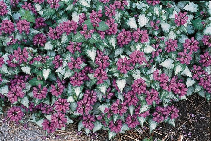 Hluchavka skvrnitá 'Purple Dragon' - Lamium maculatum 'Purple Dragon'