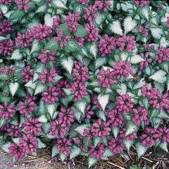 Hluchavka skvrnitá 'Purple Dragon' - Lamium maculatum 'Purple Dragon'