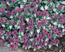 Hluchavka skvrnitá 'Purple Dragon'