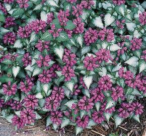 Hluchavka skvrnitá 'Purple Dragon' - Lamium maculatum 'Purple Dragon'