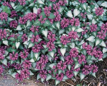 Hluchavka skvrnitá 'Purple Dragon'