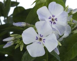 Plamenka latnatá 'Flame Light Blue'