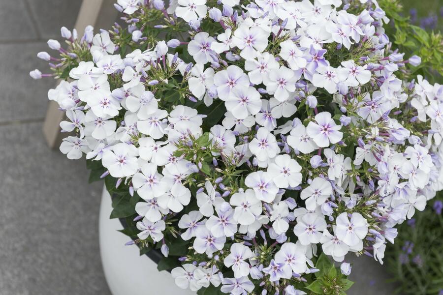 Plamenka latnatá 'Flame Light Blue' - Phlox paniculata 'Flame Light Blue'