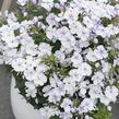 Plamenka latnatá 'Flame Light Blue' - Phlox paniculata 'Flame Light Blue'