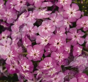 Plamenka latnatá 'Flame Pro Violet Charme' - Phlox paniculata 'Flame Pro Violet Charme'