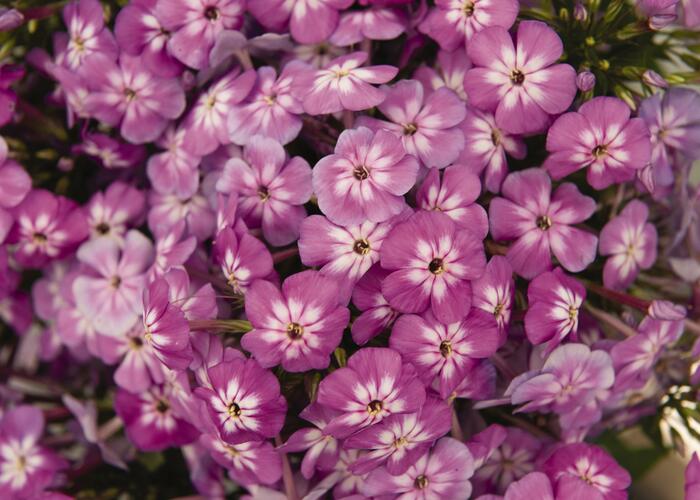 Plamenka latnatá 'Flame Pro Violet Charme' - Phlox paniculata 'Flame Pro Violet Charme'