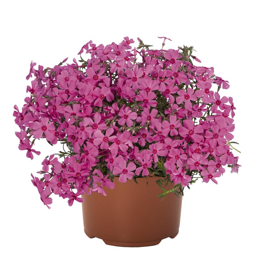 Plamenka šídlovitá 'Spring Pink' - Phlox subulata 'Spring Pink'