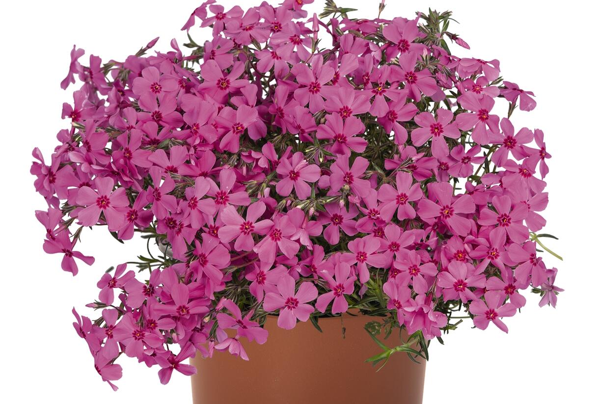 Plamenka šídlovitá 'Spring Pink' - Phlox subulata 'Spring Pink'