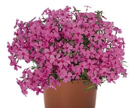 Plamenka šídlovitá 'Spring Pink'