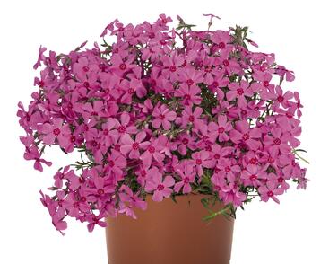 Plamenka šídlovitá 'Spring Pink'