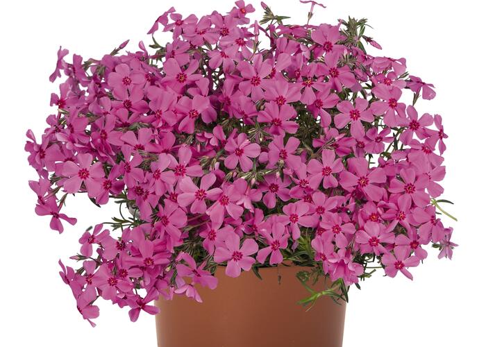 Plamenka šídlovitá 'Spring Pink' - Phlox subulata 'Spring Pink'