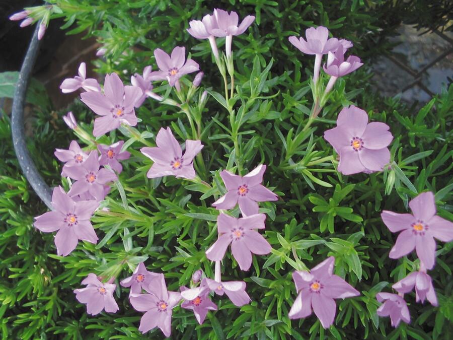 Plamenka šídlovitá 'Emerald Pink' - Phlox subulata 'Emerald Pink'