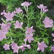 Plamenka šídlovitá 'Emerald Pink' - Phlox subulata 'Emerald Pink'