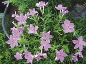 Plamenka šídlovitá 'Emerald Pink' - Phlox subulata 'Emerald Pink'