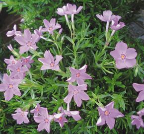 Plamenka šídlovitá 'Emerald Pink' - Phlox subulata 'Emerald Pink'