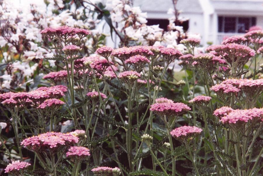 Řebříček obecný 'Appleblossom' - Achillea millefolium 'Appleblossom'