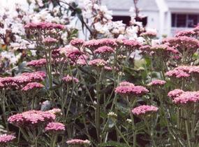 Řebříček obecný 'Appleblossom' - Achillea millefolium 'Appleblossom'