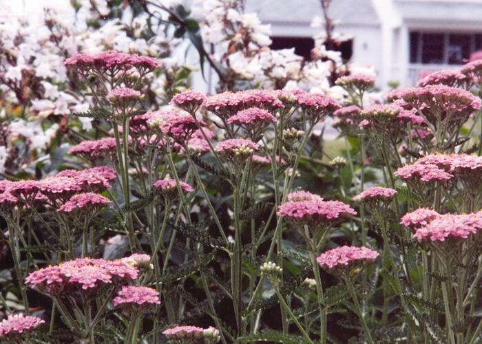 Řebříček obecný 'Appleblosom' - Achillea millefolium 'Appleblosom'