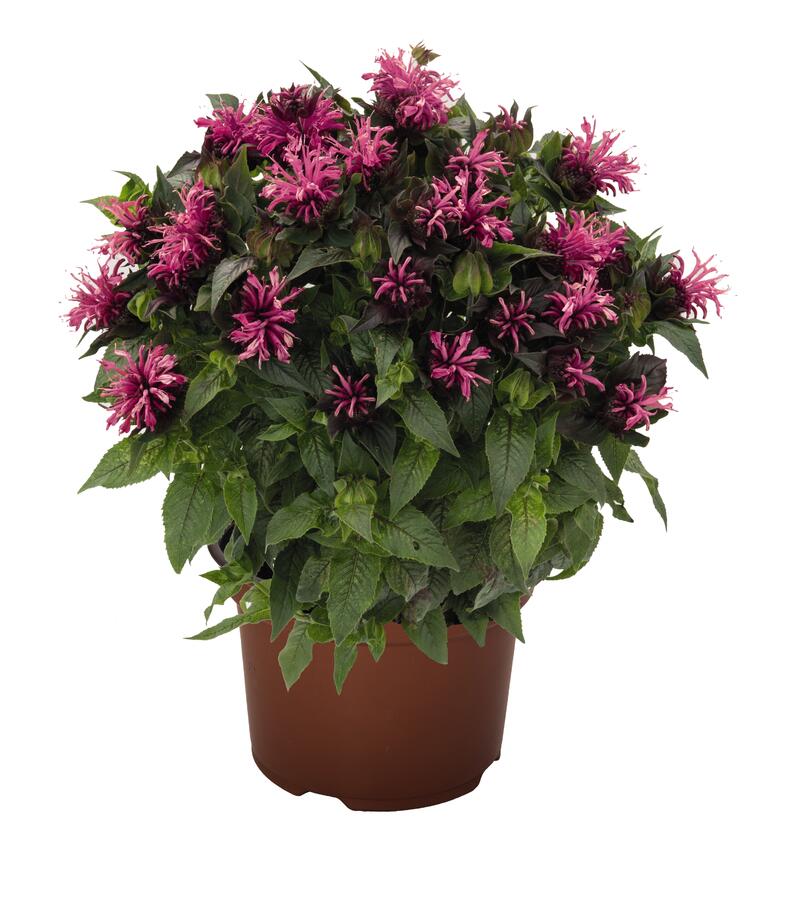 Zavinutka podvojná 'Pocahontas Pink' - Monarda didyma 'Pocahontas Pink'