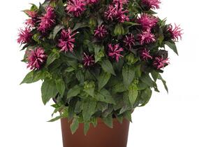 Zavinutka podvojná 'Pocahontas Pink' - Monarda didyma 'Pocahontas Pink'