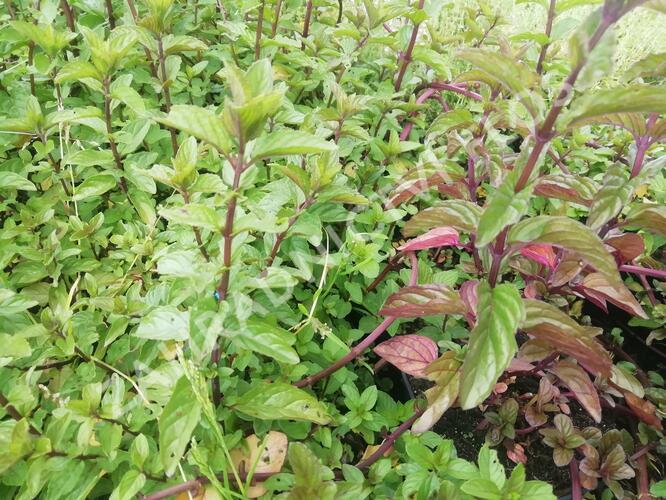 Máta klasnatá 'Black Mitcham' - Mentha spicata 'Black Mitcham'