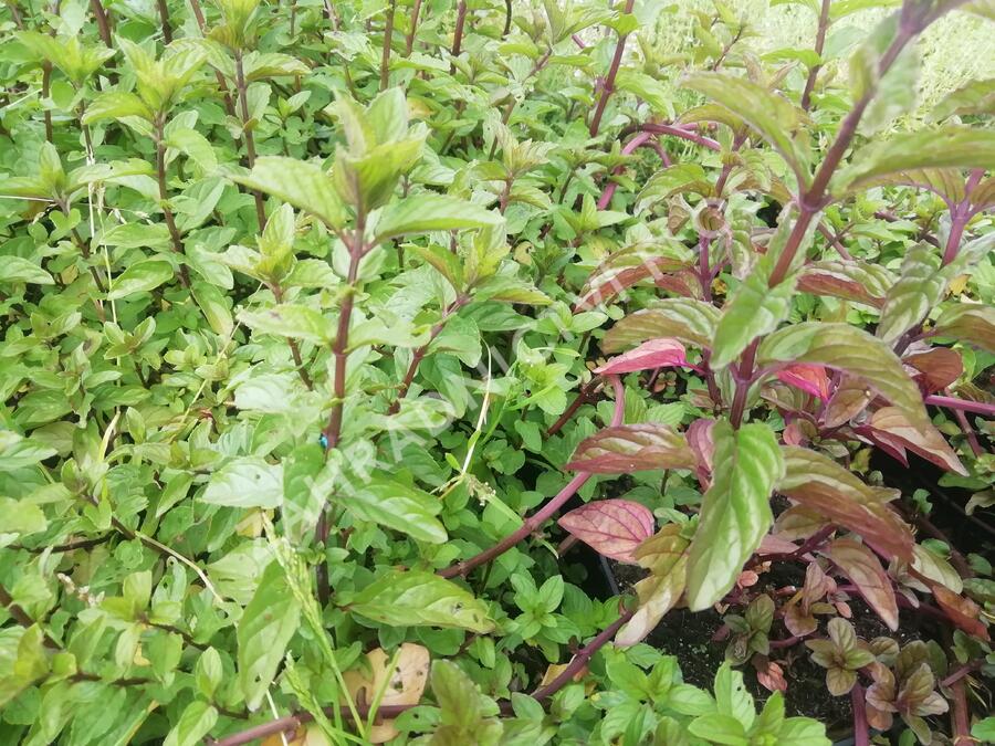 Máta klasnatá 'Black Mitcham' - Mentha spicata 'Black Mitcham'