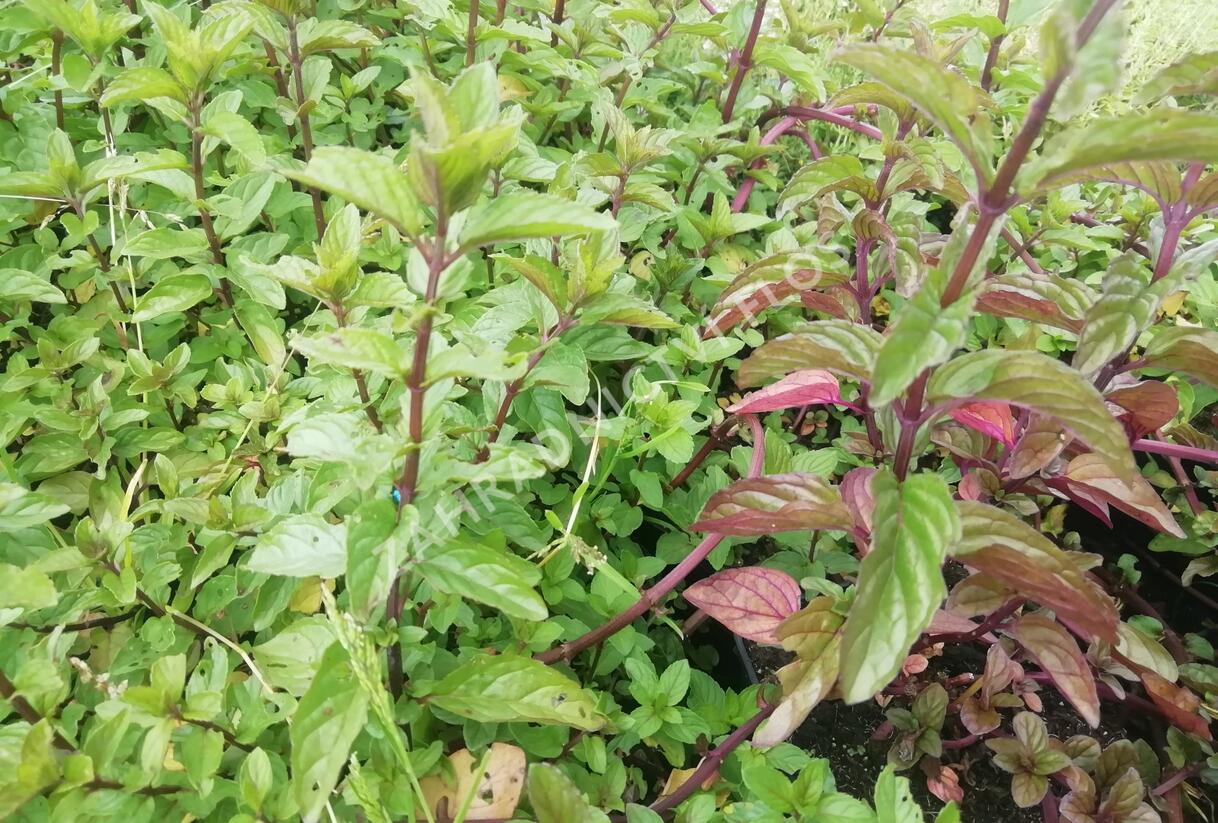 Máta klasnatá 'Black Mitcham' - Mentha spicata 'Black Mitcham'