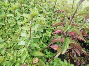 Máta klasnatá 'Black Mitcham' - Mentha spicata 'Black Mitcham'